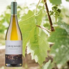 chardonnay