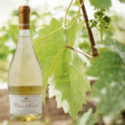 Marsovin Blanc de Cheval Chardonnay Weißwein aus Gozo in der 0,75-l-Flasche vor grünen Weinblättern