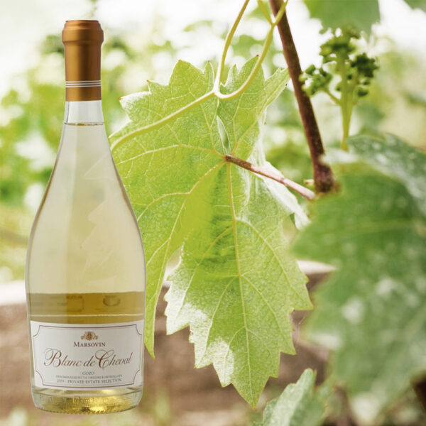 Marsovin Blanc de Cheval Chardonnay Weißwein aus Gozo in der 0,75-l-Flasche vor grünen Weinblättern